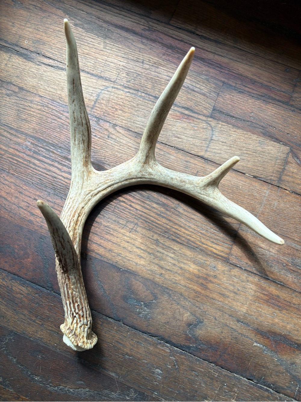 Naturally Shed Whitetail Deer Antler